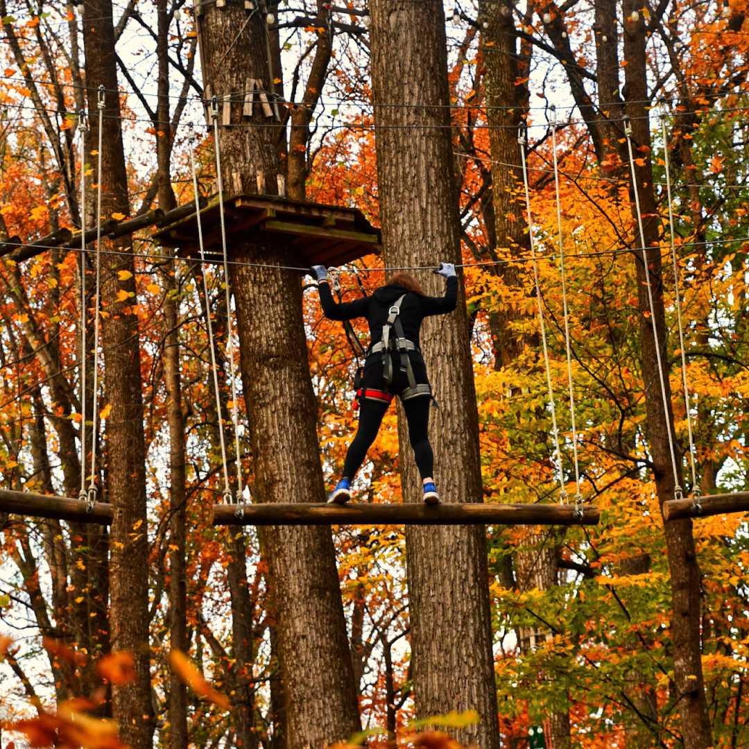 Autumn treetops